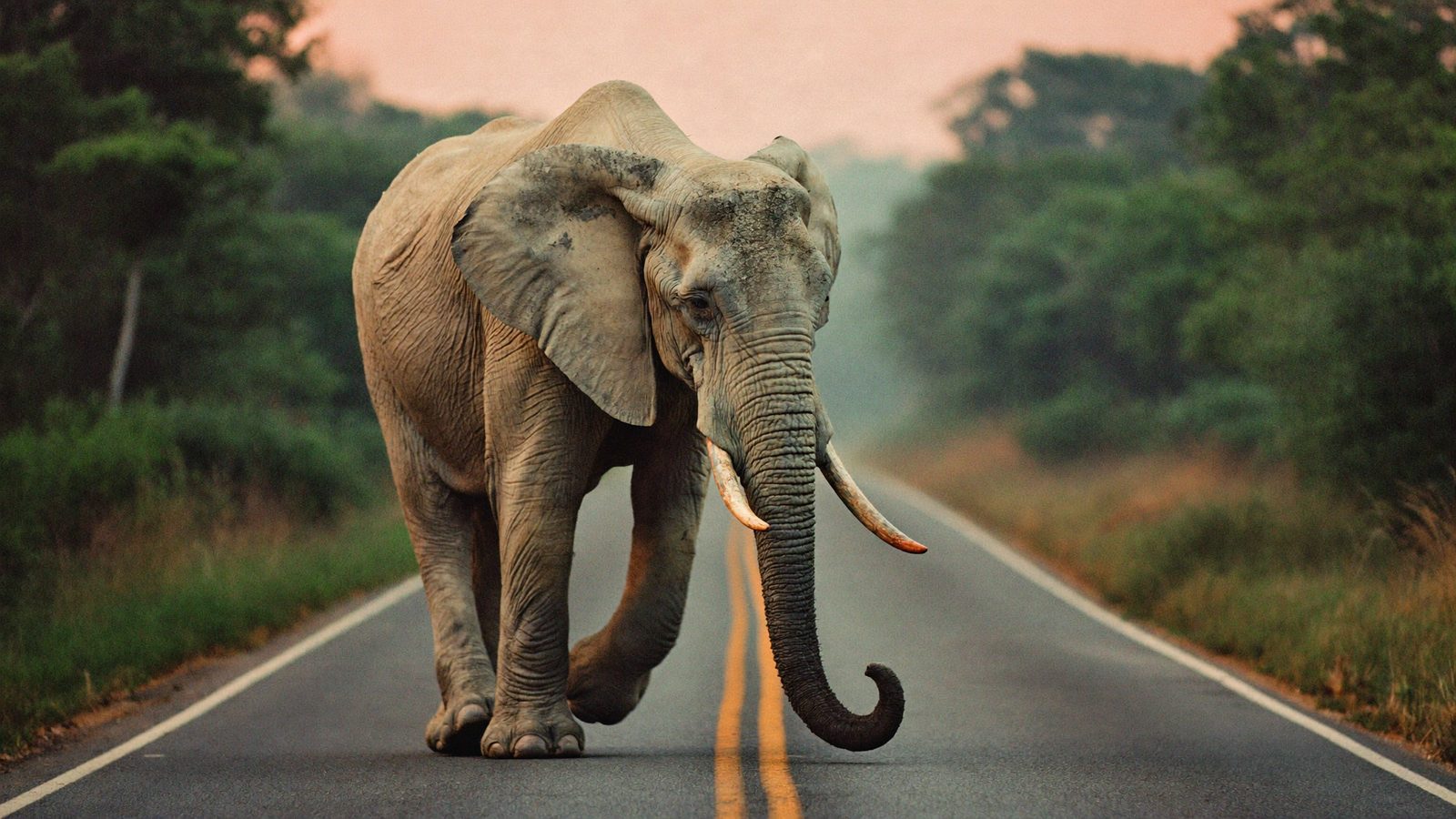 A lone elephant crossing an empty road in the morning mist